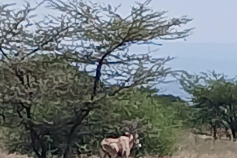 "Doświadczenie safari w Parku Narodowym Awash"