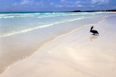 Discover Santa Cruz, Galapagos: Garrapatero and El Trapiche Experience Discover Santa Cruz, Galapagos: El Garrapatero and El Trapiche Experience