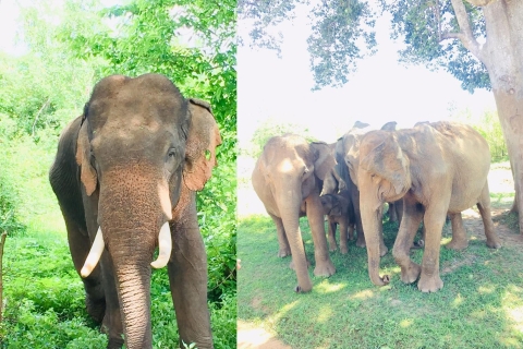 Von Negombo aus: Sigiriya Dambulla und Dorfsafari Tagestour
