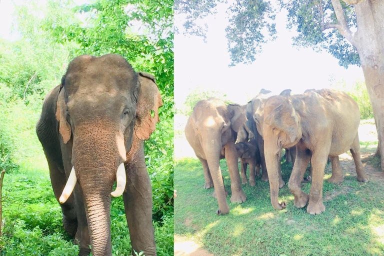 From Negombo: Sigiriya Dambulla and Village Safari Day Tour