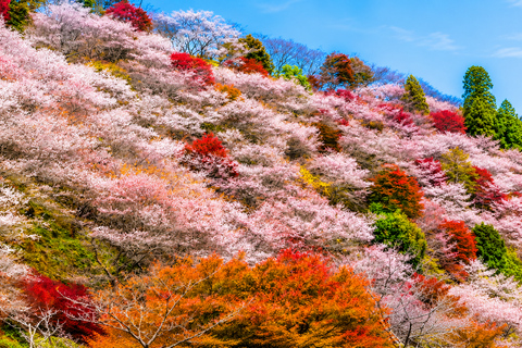 Nagoya: Obara Cherry Blossoms & Korankei Autumn Illumination