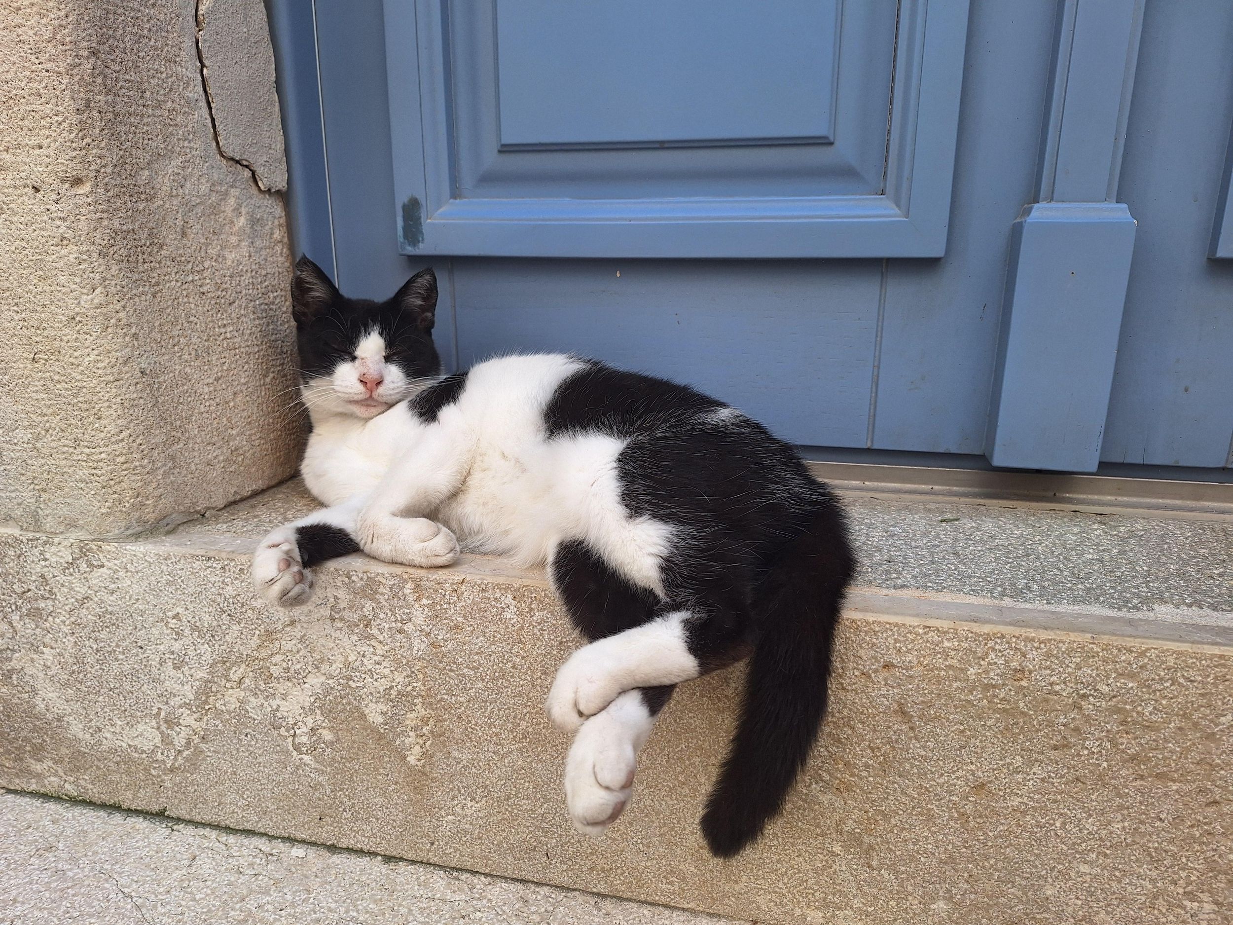 Katzen von Cres: Rundgang zum verborgenen Erbe