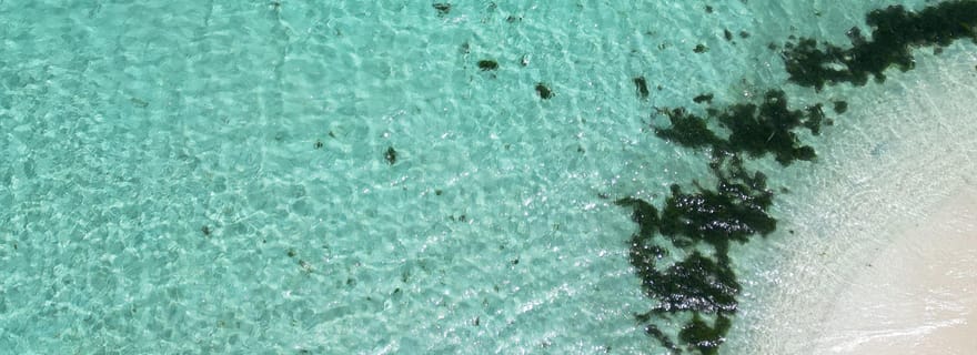 Guadeloupe : Excursion 1/2j magique en bateau : mangrove, îlet, snorkeling.