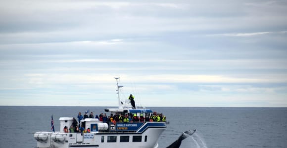 Reykjavík: Express Whale Watching — Faxaflói Bay