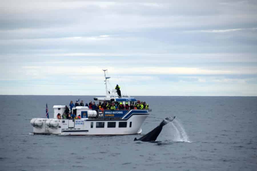 Reykjavík: Whale Watching Express – Faxaflói-Bucht. Foto: GetYourGuide