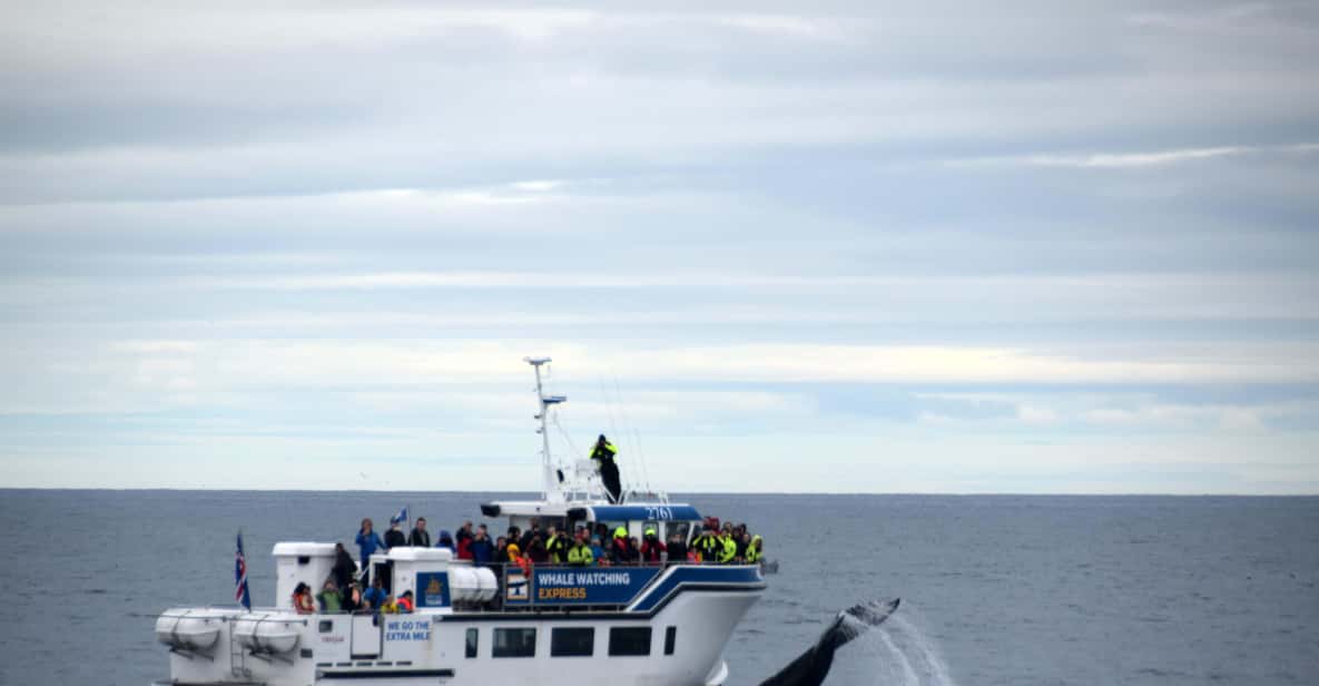Reykjavík: Express Whale Watching — Faxaflói Bay — a boat tour from Reykjavik, Iceland