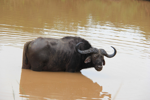 St. Lucia: Isimangaliso Wetland Park and Cape Vidal Safari