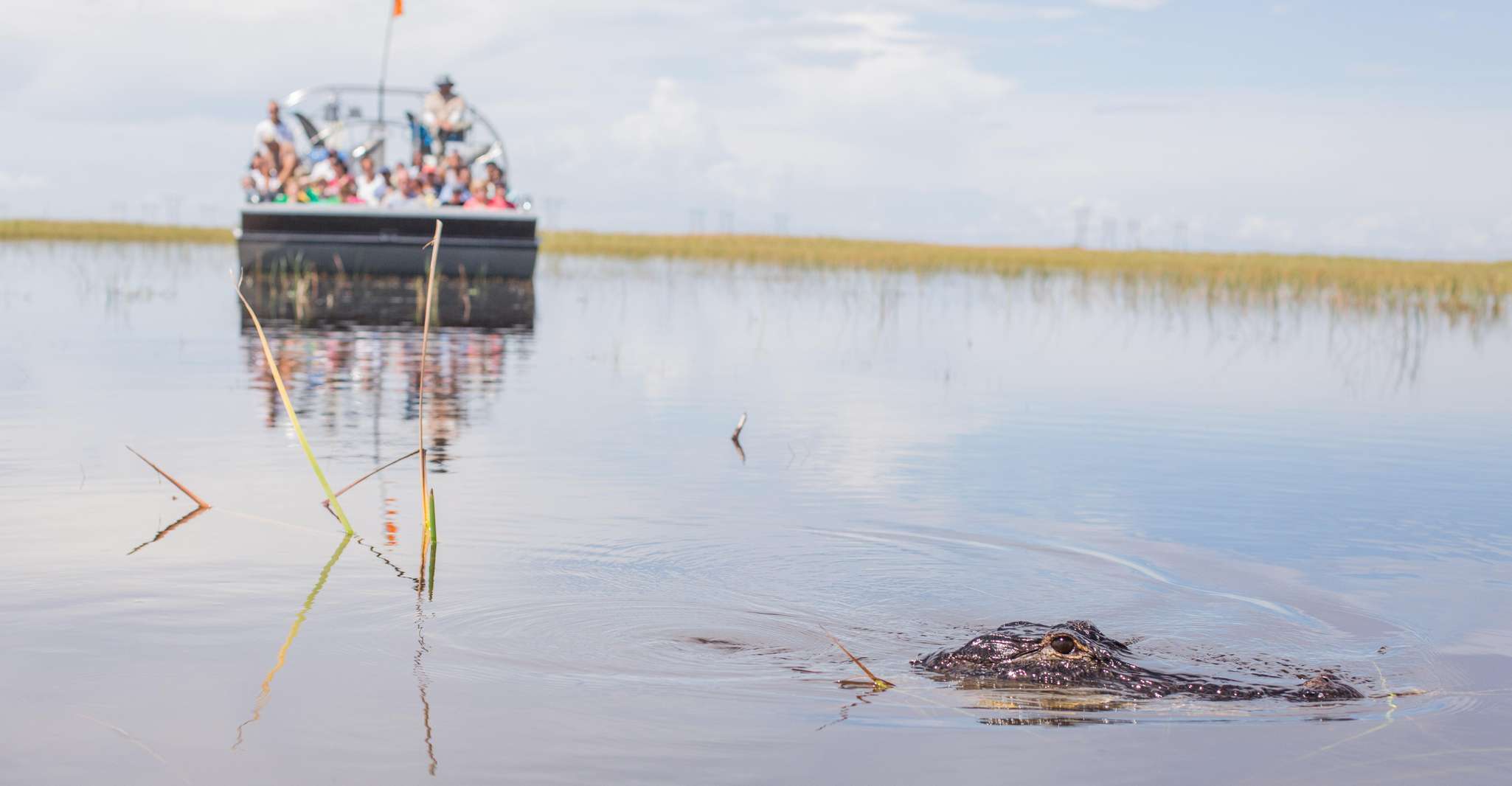 Miami: Everglades Airboat, Wildlife Exhibit & Roundtrip Bus photo 9