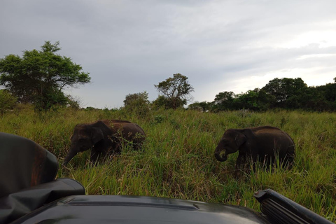 Dambulla/Sigiriya/Habarana: Safari w Parku Narodowym Minneriya