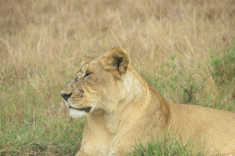 Safari de 3 dias e 2 noites em Tsavo East a partir de Nairobi