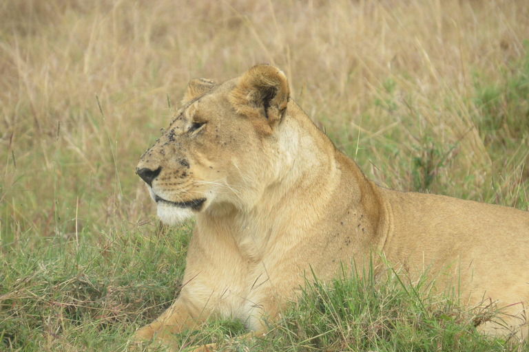 Safari de 3 dias e 2 noites em Tsavo East a partir de Nairobi