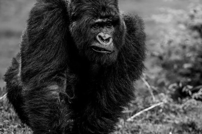 Kigali: Volcanoes National Park Gorilla Trekking Day Trip