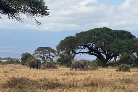 Mombasa: 6-dniowe safari w Tsavo Zachodnim, Tsavo Wschodnim i Amboseli