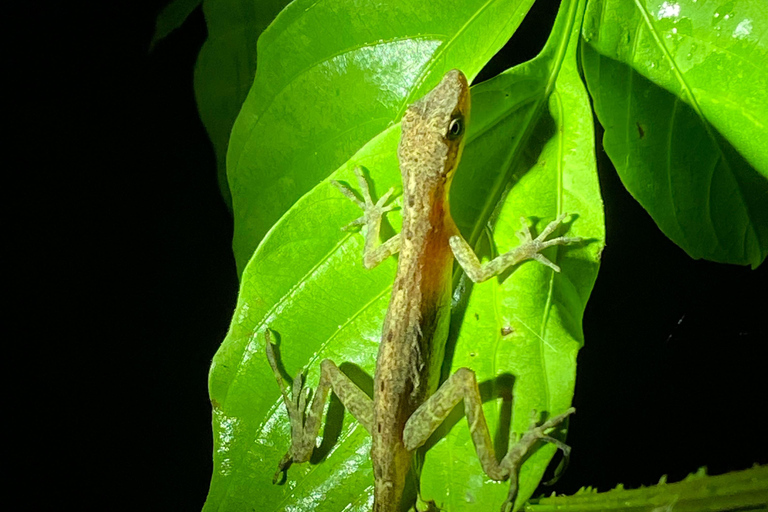 La Fortuna: tour notturno del Rio Habana con guida
