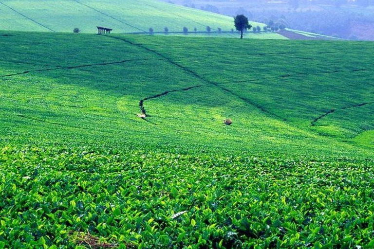 Excursão a uma fazenda de chá saindo de Nairóbi (Kiambethu)