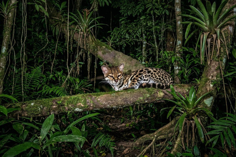Monteverde: Finca Lantana Sunset and Night Hike