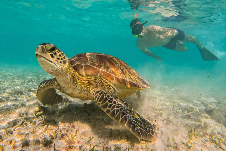 Gili Trawangan: Public Snorkeling Tour with Turtles and BBQ Public Snorkeling Tour with Turtles