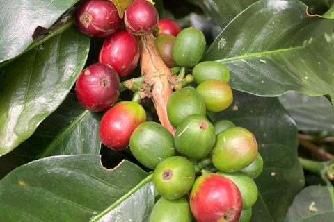 Medellín: Mountain Bike Tour and Coffee Experience