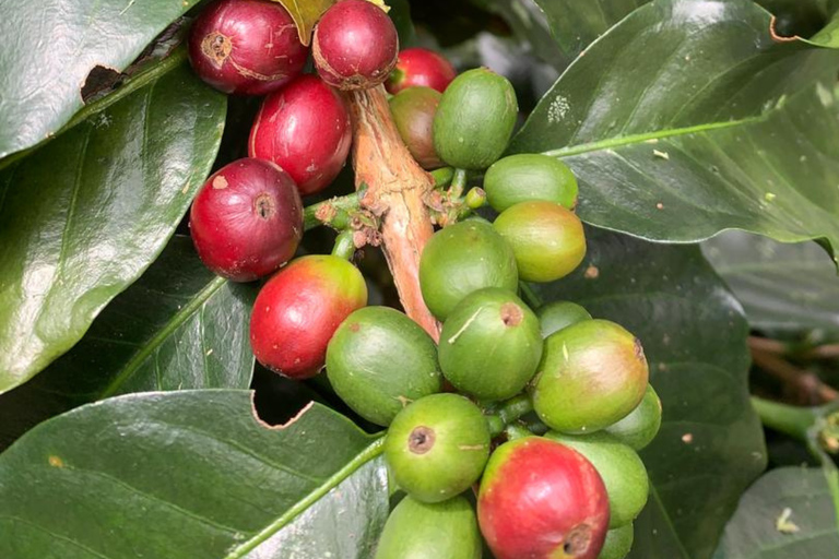 Medellín: Mountain Bike Tour and Coffee Experience