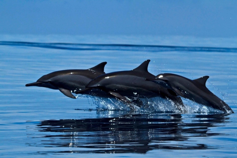 Mirissa: Excursión matinal de avistamiento de ballenas