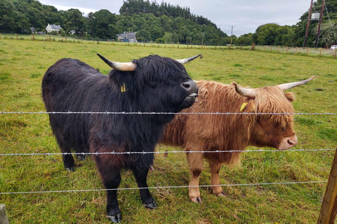 Inverness: Loch Ness, Urquhart Castle och Highland Cows Tour