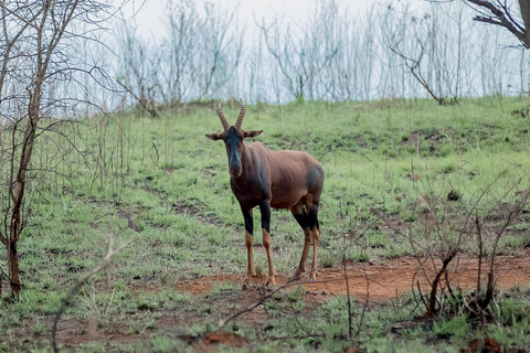 3-Day Murchison Falls Safari