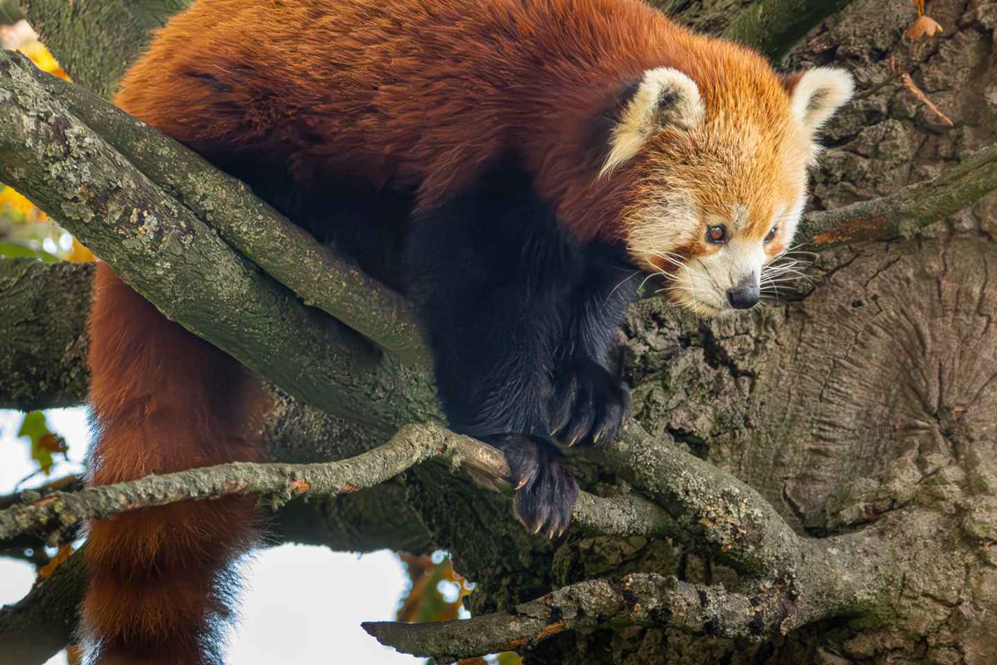 Heill Dagur í Whipsnade Dýragarðinum

Eldur á spennandi dýragarðsferð í Whipsnade