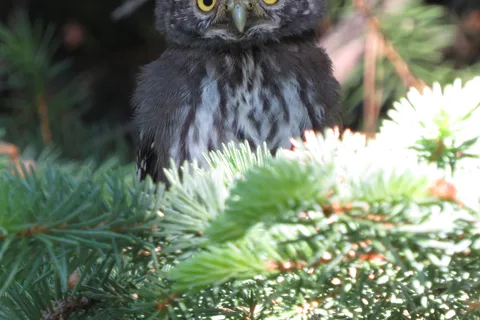 Estes Park: Birds of Colorado Speaker Series