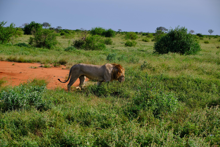Mombasa:2-Day Tsavo East Wildlife Safari with Overnight Stay