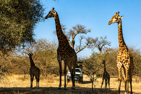 From Dakar: 4x4 Safari at the Bandia Reserve From Dakar: 4WD Safari in Bandia Reserve