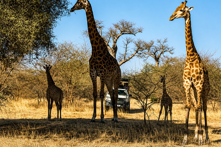 From Dakar: 4x4 Safari at the Bandia Reserve From Dakar: 4WD Safari in Bandia Reserve