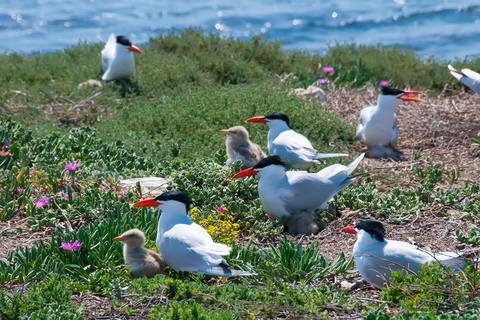 Rockingham: Shoalwater Islands, Dolphins, and Sea Lions Tour 11:15 am Departure
