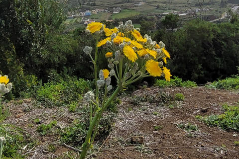 Teno: Circular hike from Erjos over the mountain ridge with views of Masca