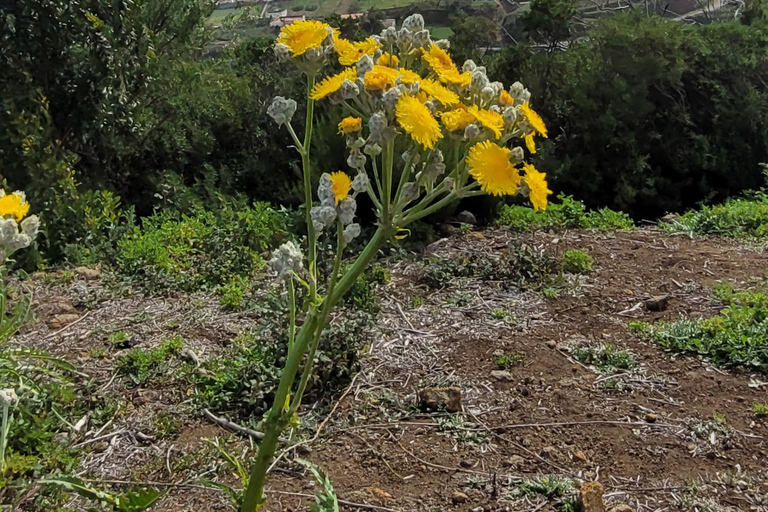Teno: Circular hike from Erjos over the mountain ridge with views of Masca