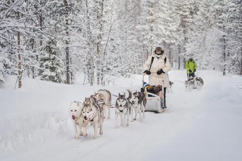Excursiones a las Luces Polares de Levi: Senda del Gnomo Safari en Husky 15km