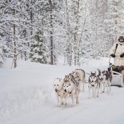Levi: Husky-Abenteuer-Safari zum Selberfahren 15 km