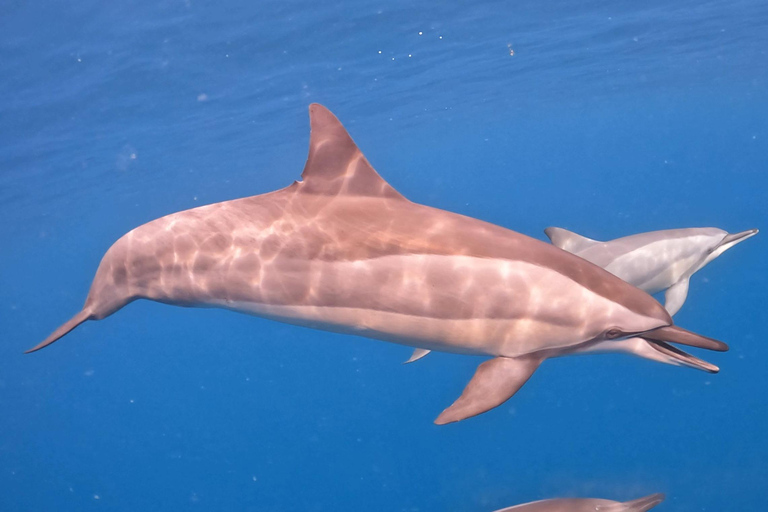 Mauritius: Dolphin Watching & Island Adventure Tour Option 1 – Shared 2-Hour Trip