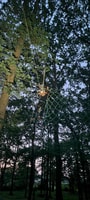 PAU - Night Treetop Treetop - Lacq Aventure - Housity