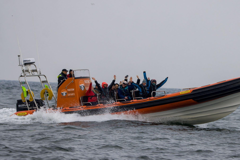 Padstow: Guided RIB Sealife Safari