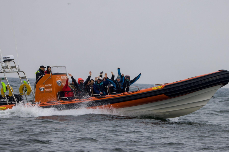 Padstow: Guided RIB Sealife Safari
