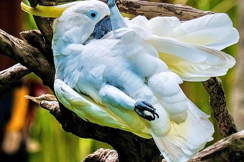 Parque de aves de Bali: ticket de un día