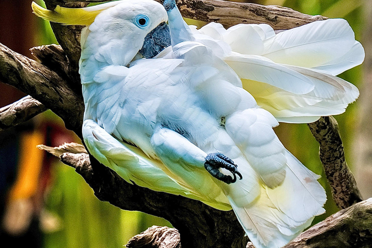 Parque de aves de Bali: ticket de un día