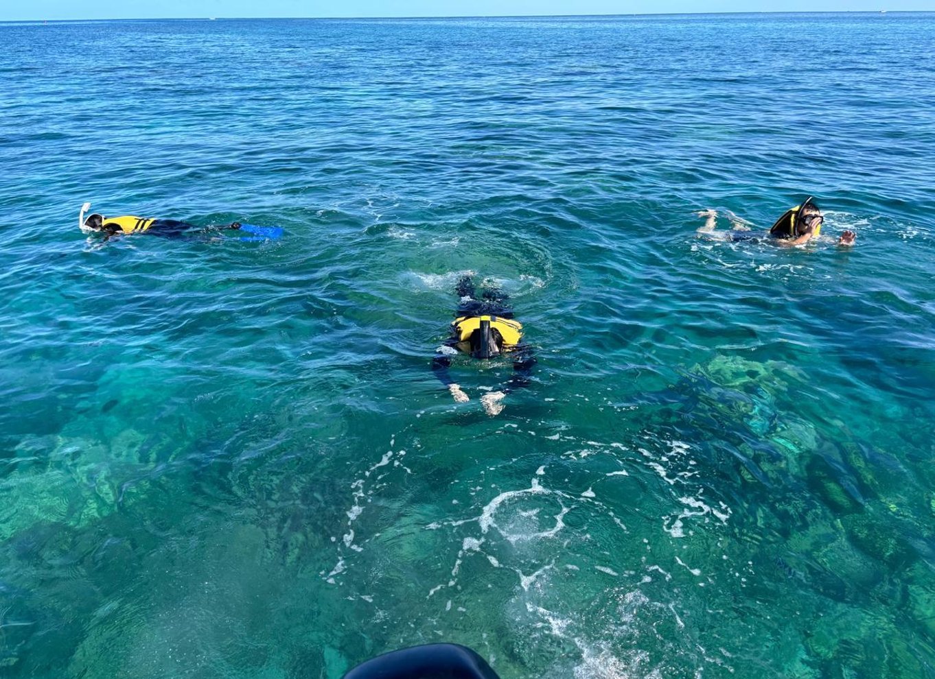 Svøm med delfiner i Black River Speedboat Tour