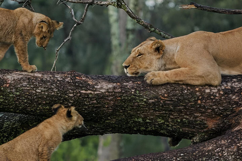 Lago Manyara: Excursión de un día Safari con observación de aves