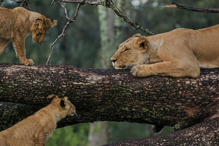 Lake Manyara: Tagestour Safari mit Vogelbeobachtung