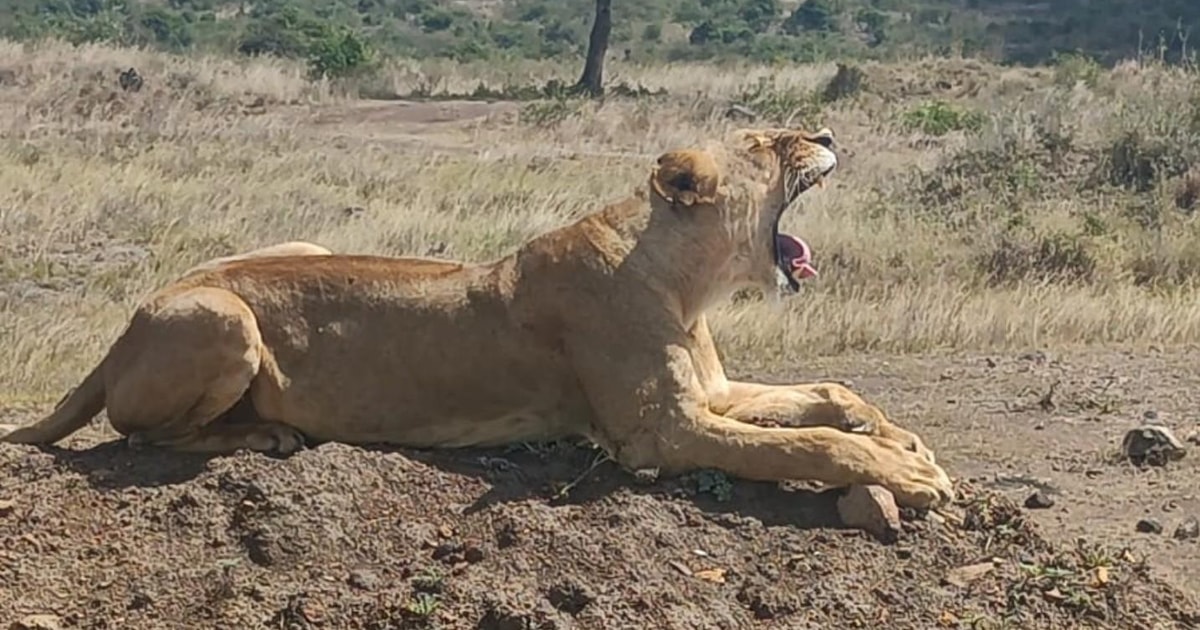 Nairobi National Park Tour From Airport www.getyourguide.com