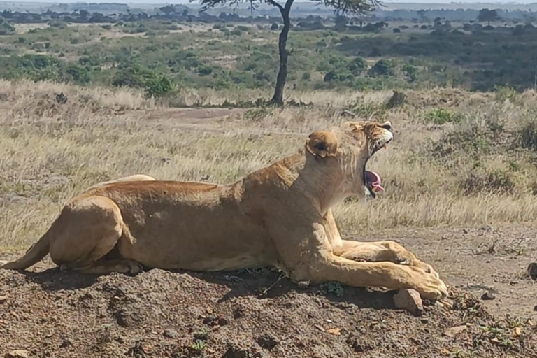 Nairobi National Park Tour:Free airport pick up and drop off