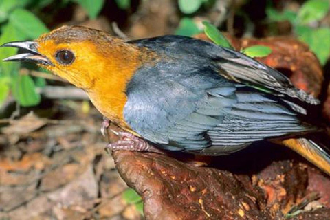 Kakamega Bos: Vogelsafari