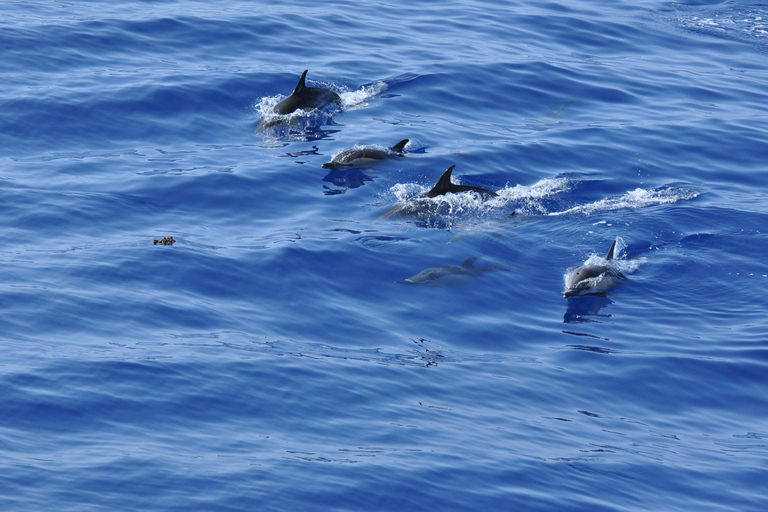 Calheta: Private Catamaran Tour - With Open Bar & Snacks Sunset Tour with Snorkeling & Paddleboarding/ Max 18 people