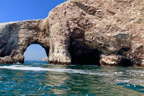 巴列斯塔斯群岛：野生动物与帕拉卡斯海洋探险之旅